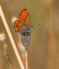 Lycaena thersamon