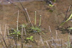 Eriocaulon parkeri