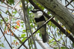 Notharchus hyperrhynchus hyperrhynchus