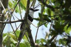 Notharchus hyperrhynchus hyperrhynchus