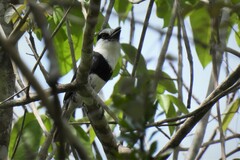 Notharchus hyperrhynchus hyperrhynchus