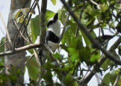 Notharchus hyperrhynchus hyperrhynchus