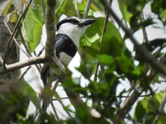 Notharchus hyperrhynchus hyperrhynchus