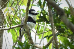 Notharchus hyperrhynchus hyperrhynchus