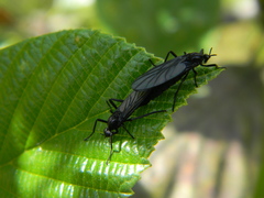 Bibionomorpha