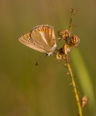 Polyommatus ripartii