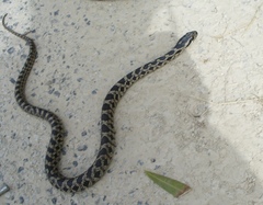 Elaphe quatuorlineata