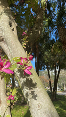 Bauhinia × blakeana