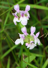 Stachys hyssopifolia