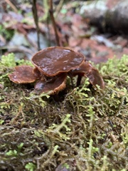 Ciboria rufofusca