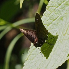Nisoniades ephora