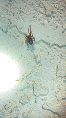 Steatoda nobilis