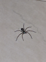 Heteropodinae