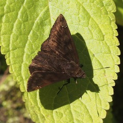 Nisoniades ephora
