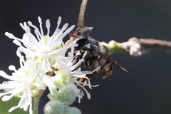 Copestylum tamaulipanum