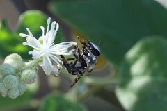 Copestylum tamaulipanum