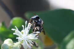 Copestylum tamaulipanum