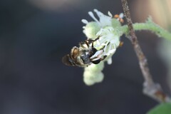 Copestylum tamaulipanum