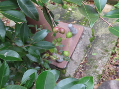 Syzygium formosanum