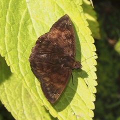Nisoniades ephora