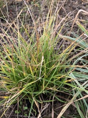 Carex planostachys