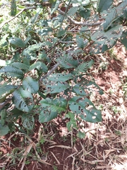 Psidium guajava
