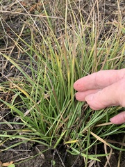 Carex planostachys