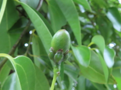 Cinnamomum verum