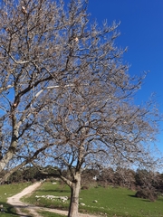 Platanus × hispanica