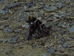 Vanessa indica indica