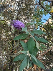 Buddleja davidii