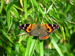 Vanessa indica indica