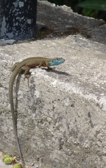 Algyroides nigropunctatus