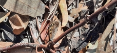 Geitoneura klugii