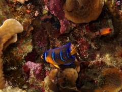 Holacanthus ciliaris