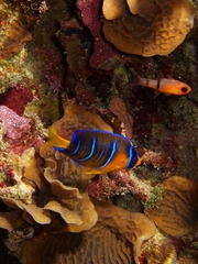 Holacanthus ciliaris