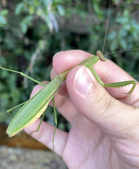 Tenodera angustipennis