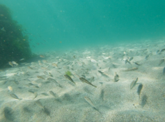 Torquigener pleurogramma