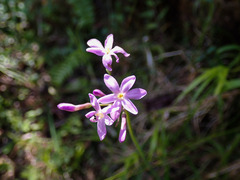 Tulbaghia violacea
