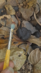 Semnopithecus hypoleucos