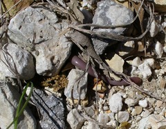 Xerotyphlops vermicularis