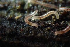 Blaniulidae
