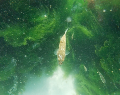 Torquigener pleurogramma