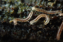 Blaniulidae