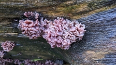 Ascocoryne sarcoides