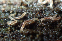 Blaniulidae