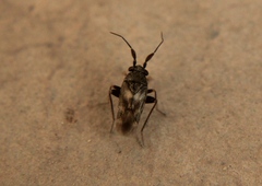 Spanagonicus albofasciatus