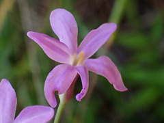 Tulbaghia violacea