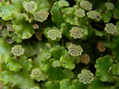 Marchantia