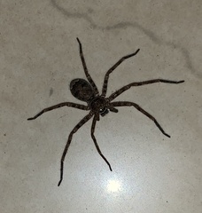 Heteropoda venatoria